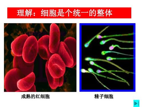 原核細胞 生物世界的基礎單位
