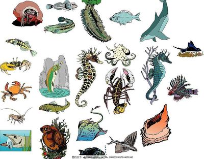 海洋生物的視覺奇跡 78張圖片中的生物多樣性探索